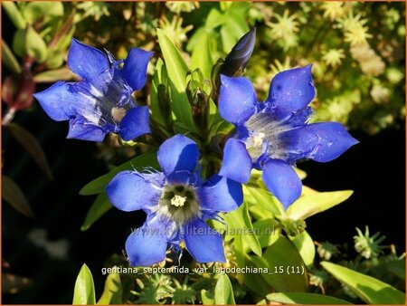 Gentiana septemfida var. lagodechiana