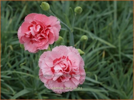 Dianthus &#39;Doris&#39;