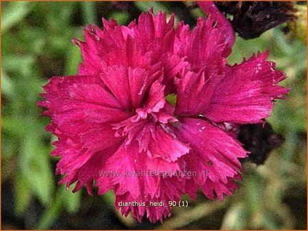 Dianthus 'Heidi'