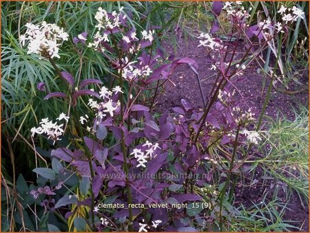Clematis recta &#39;Velvet Night&#39;