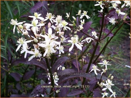 Clematis recta &#39;Velvet Night&#39;