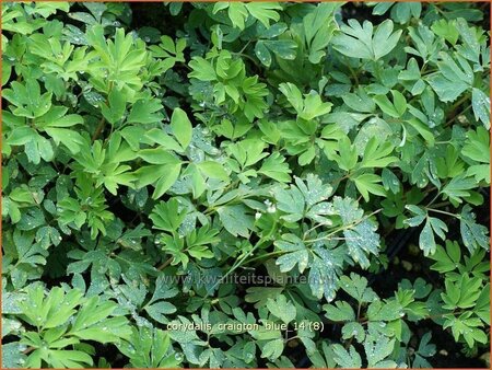 Corydalis &#39;Craigton Blue&#39;