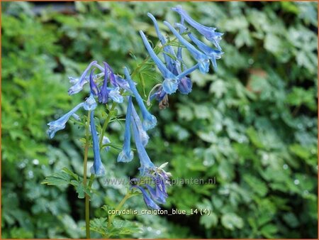 Corydalis &#39;Craigton Blue&#39;