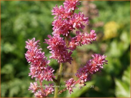 Astilbe chinensis 'Little Vision Pink'