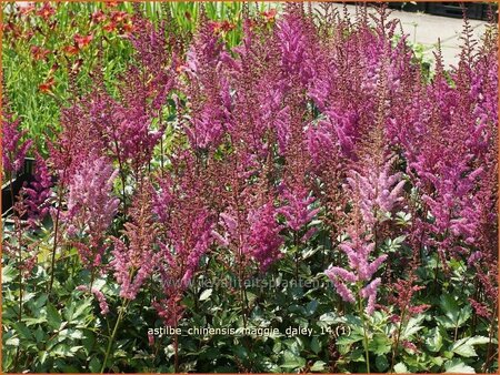 Astilbe chinensis 'Maggie Daley'