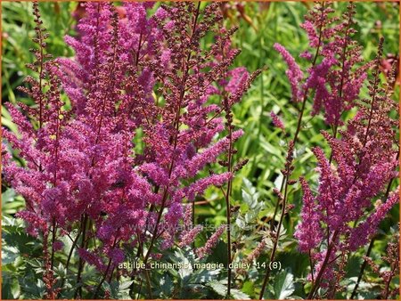 Astilbe chinensis 'Maggie Daley'