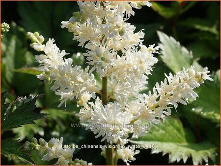 Astilbe chinensis 'Vision in White'