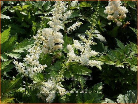 Astilbe chinensis &#39;Vision in White&#39;