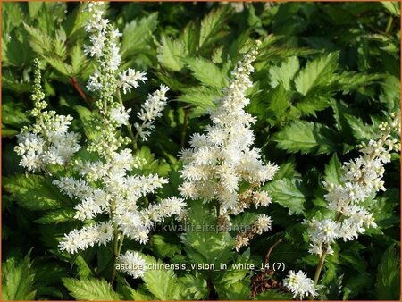 Astilbe chinensis &#39;Vision in White&#39;