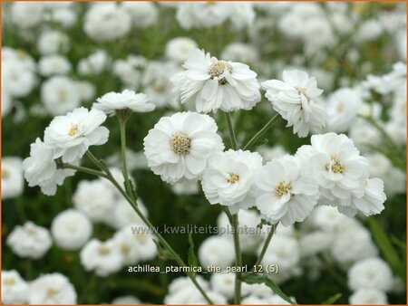 Achillea ptarmica &#39;The Pearl&#39;