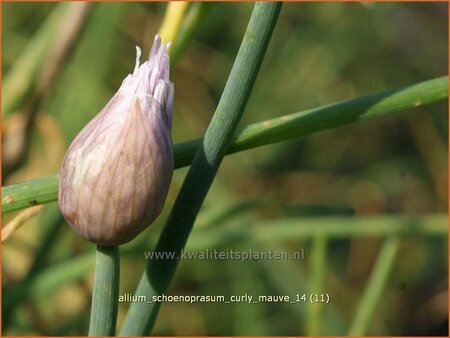 Allium schoenoprasum &#39;Curly Mauve&#39;