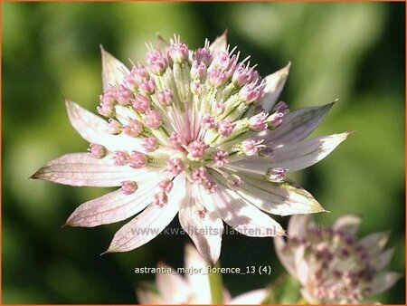 Astrantia major 'Florence'