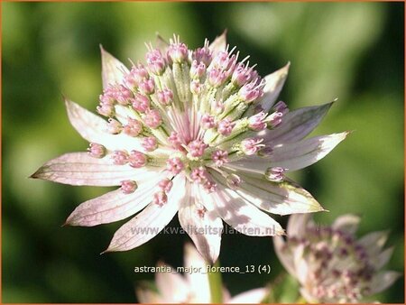 Astrantia major &#39;Florence&#39;