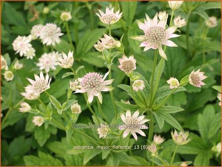 Astrantia major &#39;Florence&#39;