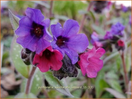 Pulmonaria saccharata 'Leopard'
