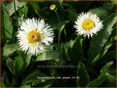 Leucanthemum &#39;Real Galaxy&#39;