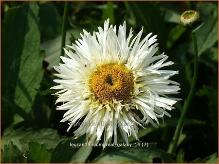 Leucanthemum &#39;Real Galaxy&#39;