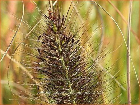 Pennisetum alopecuroides 'Red Head'