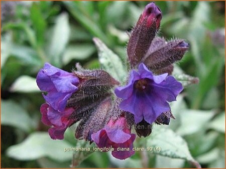 Pulmonaria longifolia &#39;Diana Clare&#39;