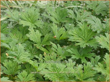 Geranium himalayense &#39;Baby Blue&#39;