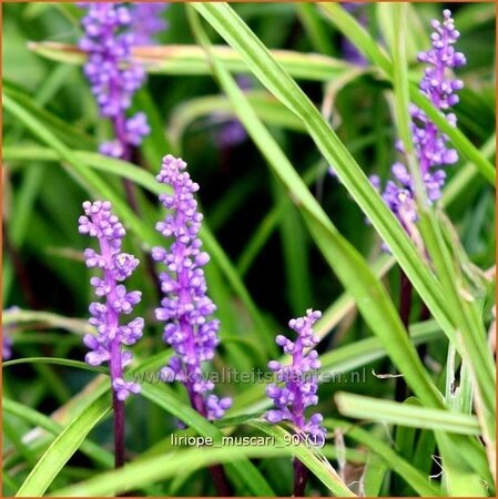 Liriope muscari