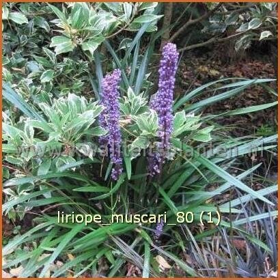 Liriope muscari