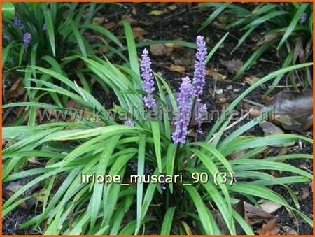 Liriope muscari