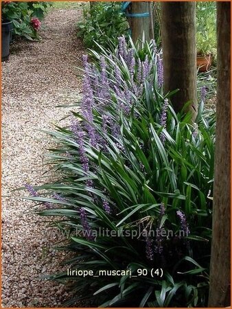 Liriope muscari