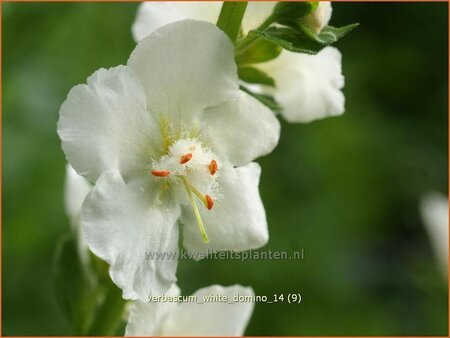 Verbascum 'White Domino'