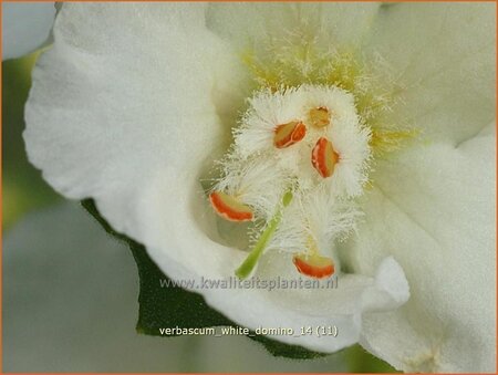 Verbascum 'White Domino'