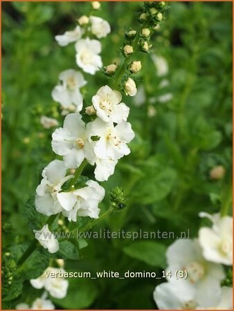 Verbascum 'White Domino'