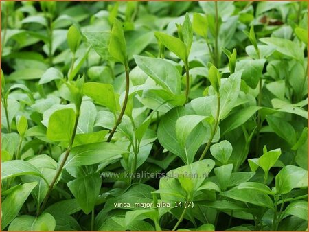 Vinca major &#39;Alba&#39;