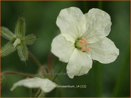 Erodium chrysanthum