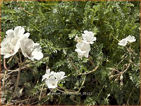 Erodium chrysanthum