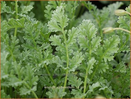 Erodium chrysanthum