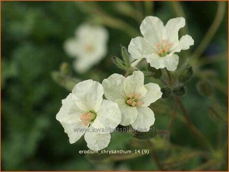 Erodium chrysanthum