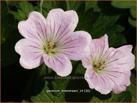Geranium 'Bremdream'