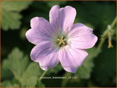Geranium 'Bremdream'