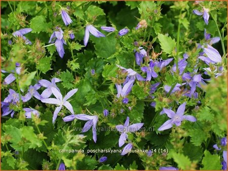 Campanula poscharskyana &#39;Blauranke&#39;