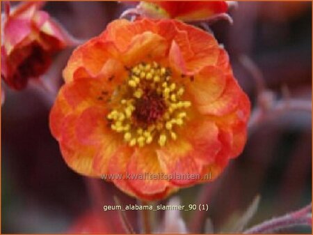 Geum 'Alabama Slammer'