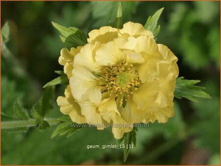 Geum 'Gimlet'