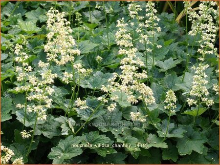 Heuchera villosa 'Chantilly'