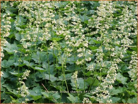 Heuchera villosa 'Chantilly'