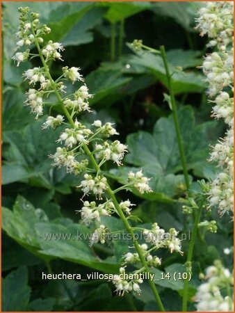 Heuchera villosa 'Chantilly'