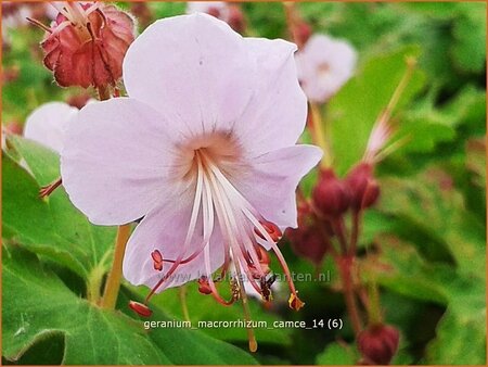 Geranium macrorrhizum &#39;Camce&#39;