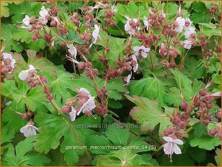 Geranium macrorrhizum &#39;Camce&#39;