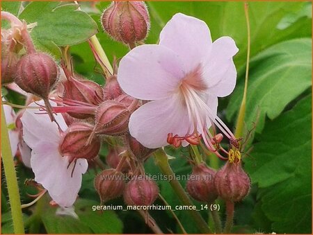 Geranium macrorrhizum &#39;Camce&#39;