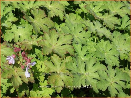 Geranium macrorrhizum &#39;Camce&#39;