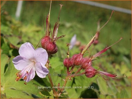 Geranium macrorrhizum &#39;Camce&#39;
