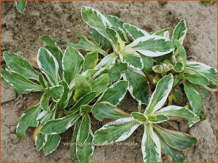 Veronica gentianoides &#39;Variegata&#39;